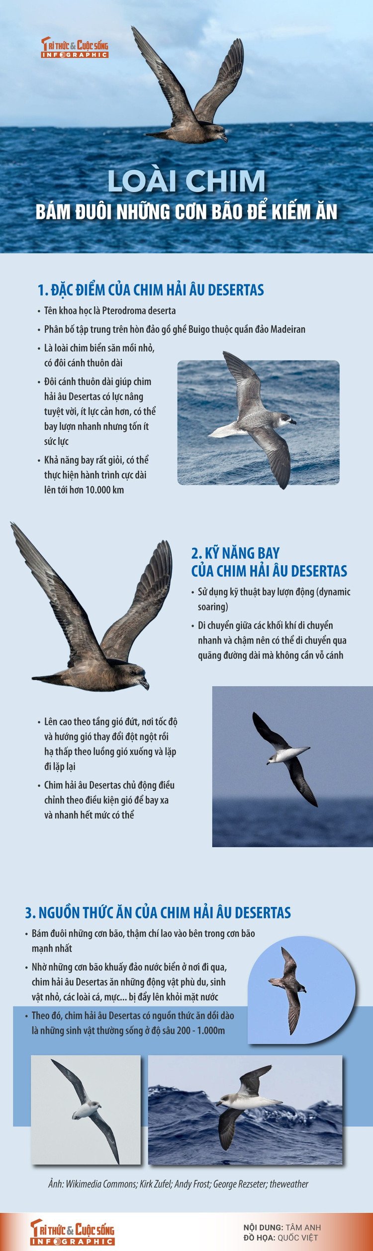 chim-hai-au.jpg