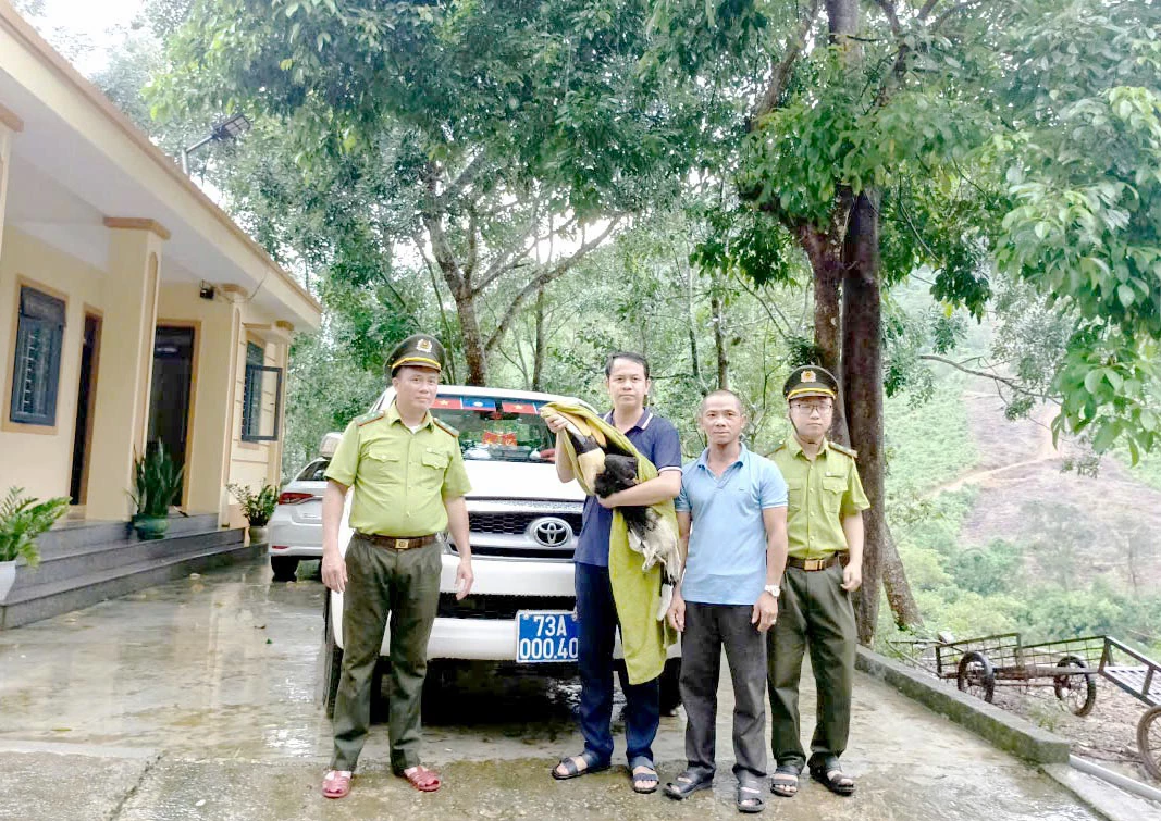 ប្រគល់សត្វស្នែងធំដល់មជ្ឈមណ្ឌលសង្គ្រោះ អភិរក្ស និងអភិវឌ្ឍន៍ឧទ្យានជាតិ Phong Nha-Ke Bang - រូបថត៖ អ្នករួមចំណែក