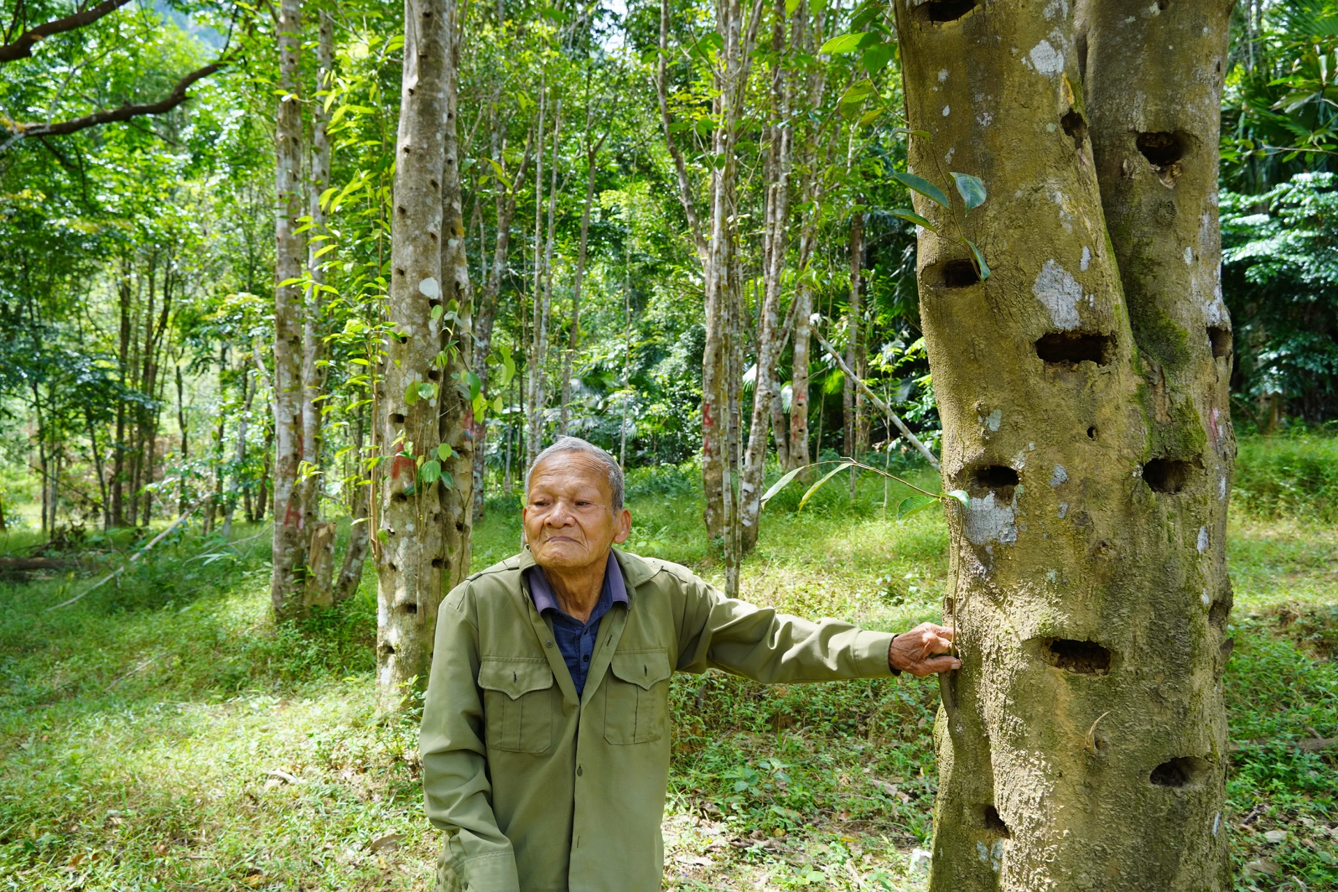 Mr. Niem next to an ancient agarwood tree that is being 