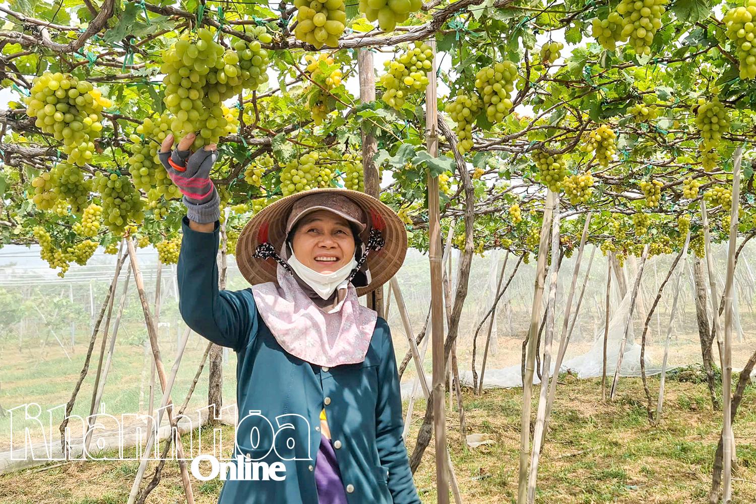Os agricultores de Khanh Hoa cuidam das videiras.