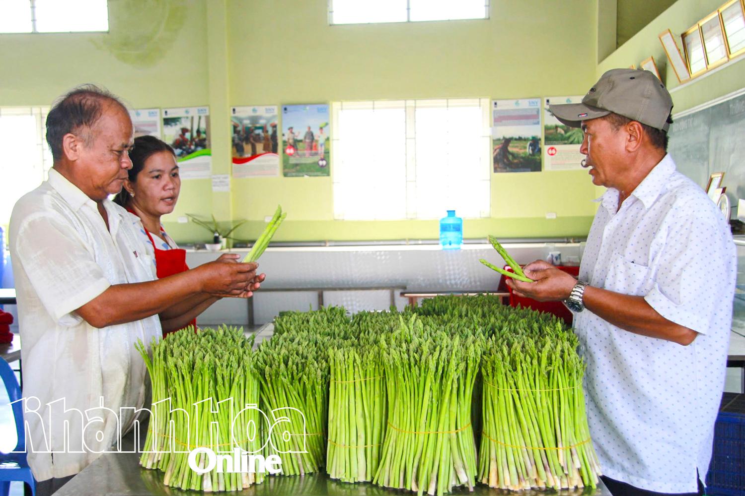 O agricultor Hung Ky (à direita) processa aspargos verdes com alta tecnologia.