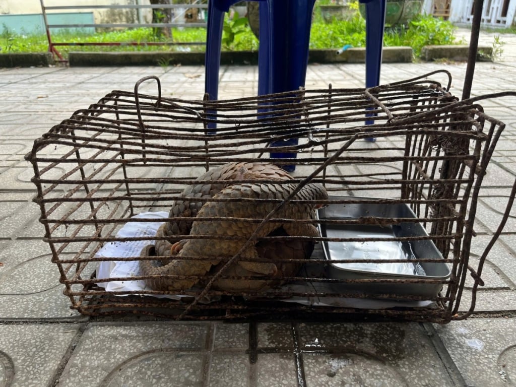 2 pangolin (Fotó: Quang Ngai Police)