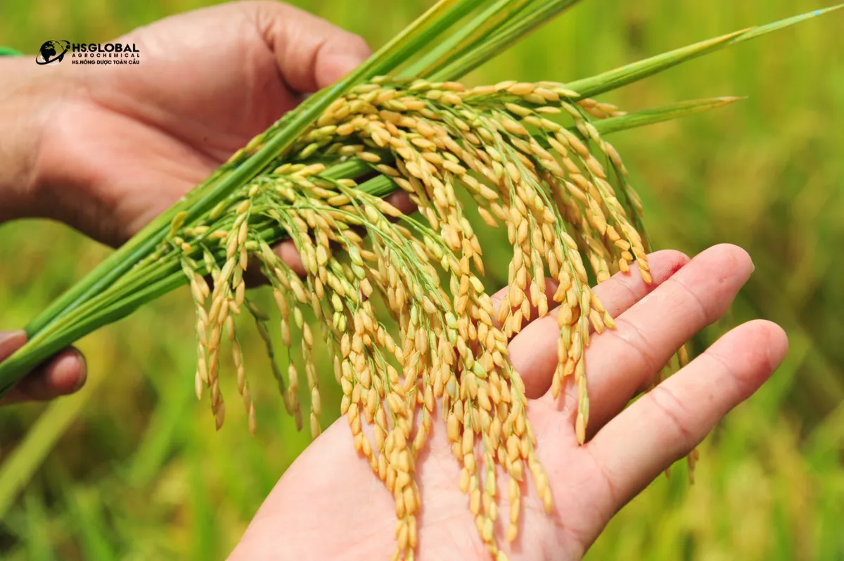Nông Dược Toàn Cầu mang đến giải pháp nông nghiệp tiên tiến cho nông dân Việt - Ảnh 1.