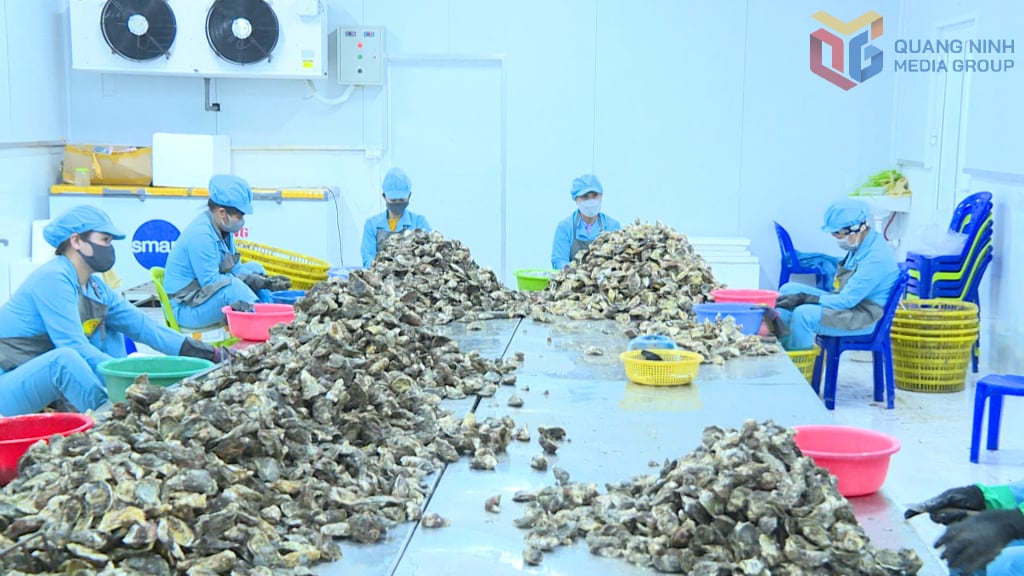 As ostras do oceano são descascadas e seus intestinos são removidos pelas instalações antes de serem processadas e embaladas para consumo.