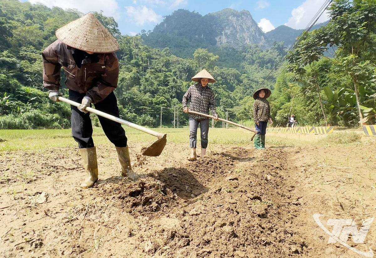 ປະຊາຊົນ​ຢູ່​ຕາ​ແສງ ຮ່​ບ​ແທ່ງ, ຕາ​ແສງ ດົງ​ຟຸກ ​ໄດ້​ປູກ​ຝັງ​ດິນ​ທີ່​ຝັງ​ໄວ້​ເພື່ອ​ປູກ​ຖົ່ວ​ເຫຼືອງ​ແທນ.
