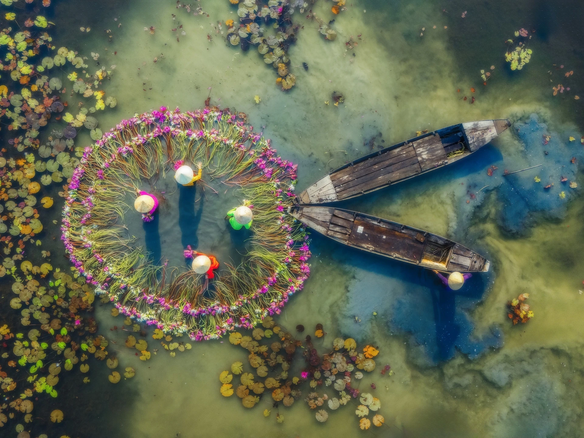 Mùa hoa súng siêu thực nhìn từ trên cao ở Tây Ninh