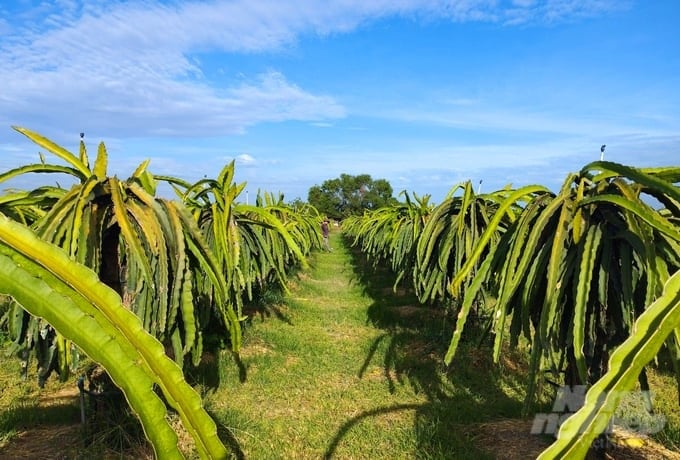 មេរៀនទី៣៖ ការអភិវឌ្ឍន៍ផលិតកម្មចេកបៃតងក្នុងតំបន់ 155226_640-162548.jpg