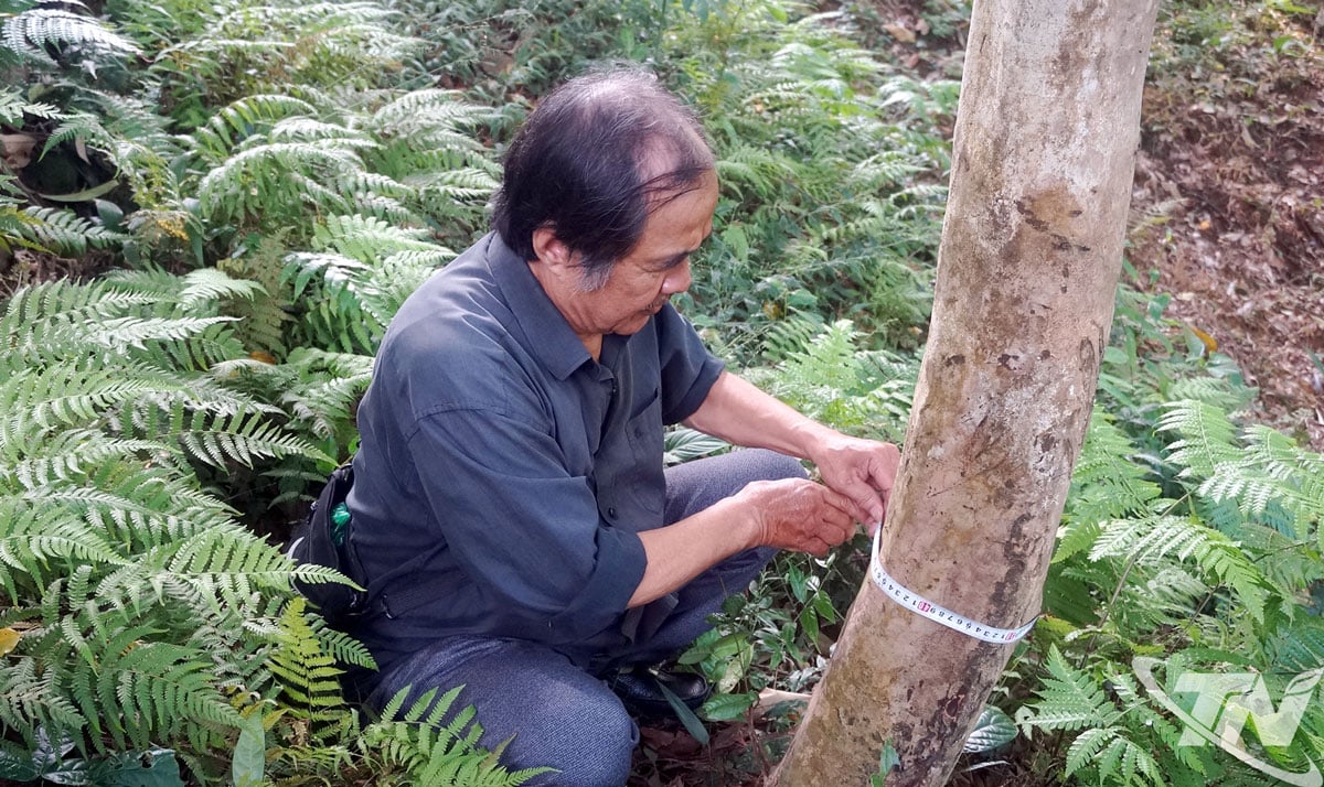 Artisan Mong Dong Vu carefully measures each tea tree, many tea trees have a trunk circumference of up to 60cm.