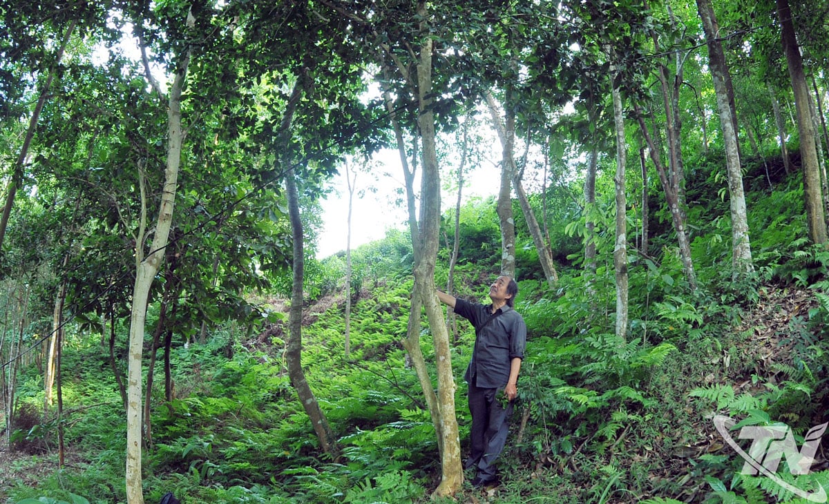 Ancient tea trees around Co Chin well.
