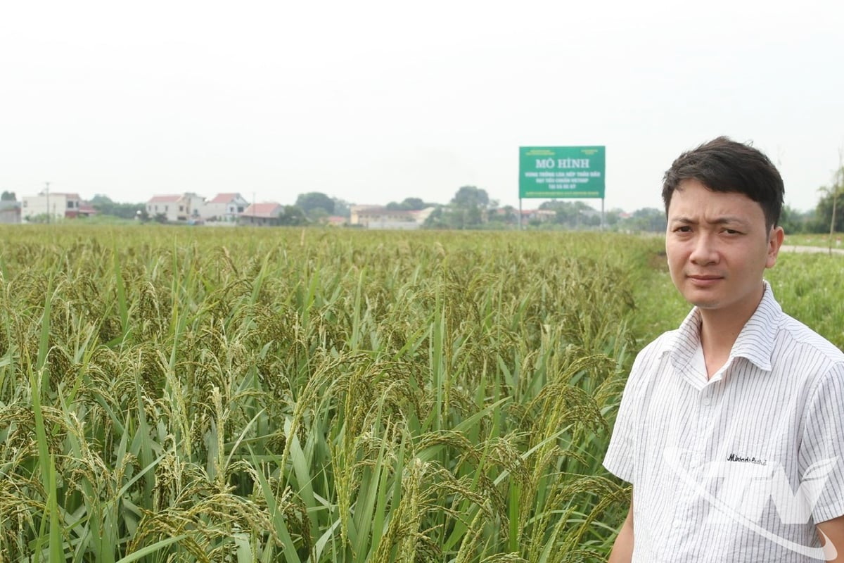 Anh Dương Văn Duy - Giám đốc HTX Dịch vụ nông nghiệp Hồng kỳ tại cánh đồng lúa nếp Thầu Dầu - 1 trong 3 sản phẩm của HTX được chứng nhận OCOP 3 sao