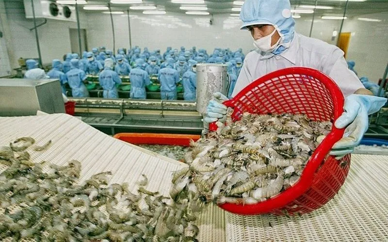 La industria camaronera de Vietnam se mantiene firme en un panorama económico mundial volátil. Ngành tôm Việt Nam đang trụ vững bối cảnh kinh tế toàn cầu đầy biến động
