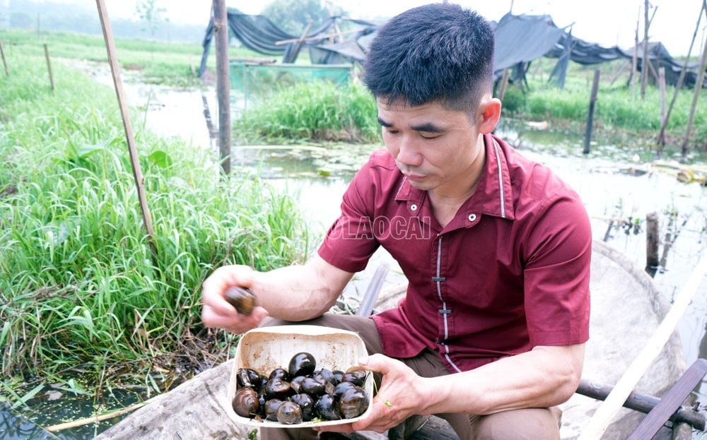 baolaocai-c_dt-24420241027-244-nuoi-oc.jpg