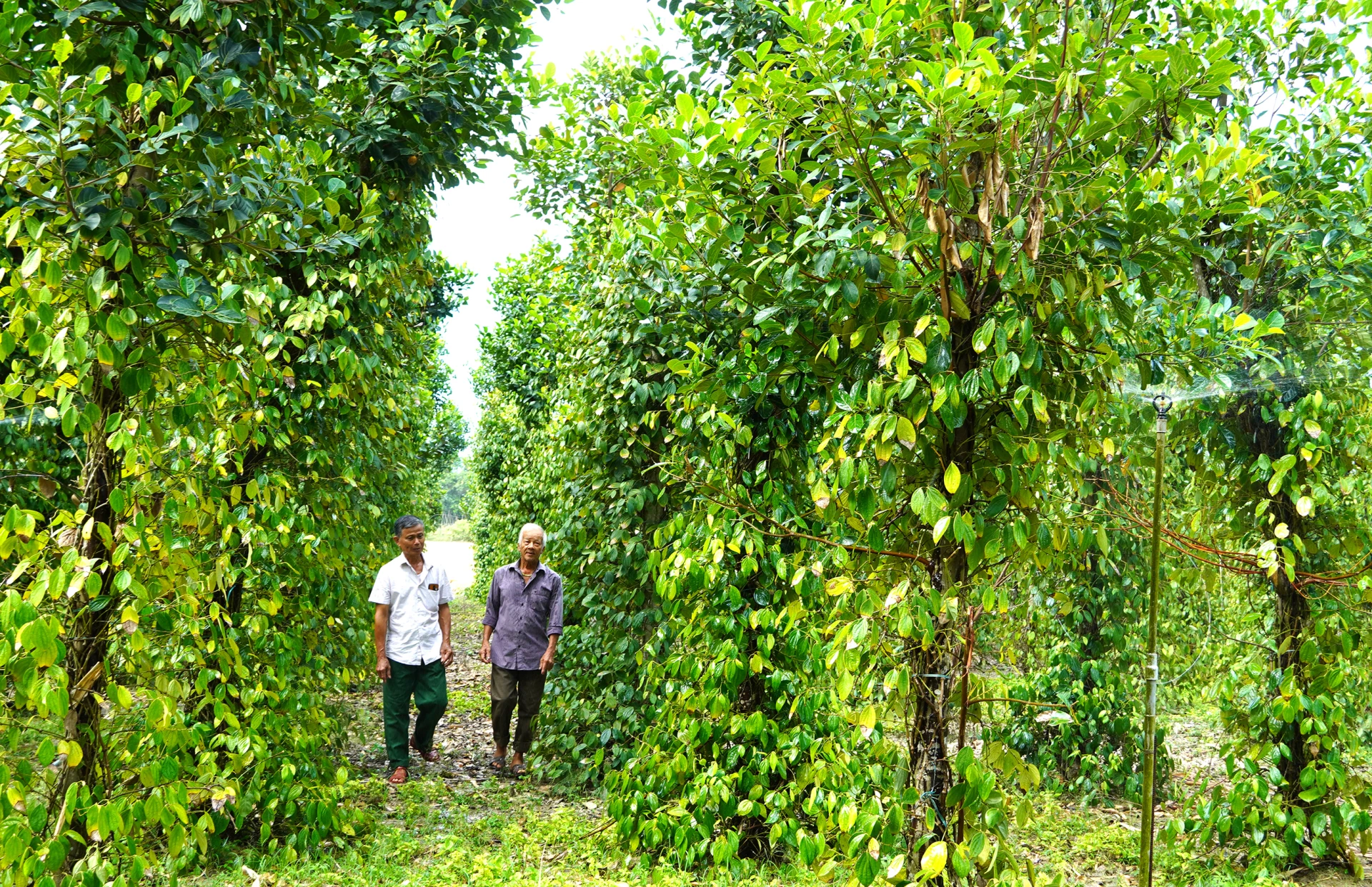ສະ​ມາ​ຄົມ​ຊາວ​ກະ​ສິ​ກອນ​ເຂດ​ດົງ​ເຊີນ ສະ​ແດງ​ໃຫ້​ເຫັນ​ບົດ​ບາດ​ນຳ​ໜ້າ​ໃນ​ການ​ພັດ​ທະ​ນາ​ກະ​ສິ​ກຳ - ພາບ: H.TR