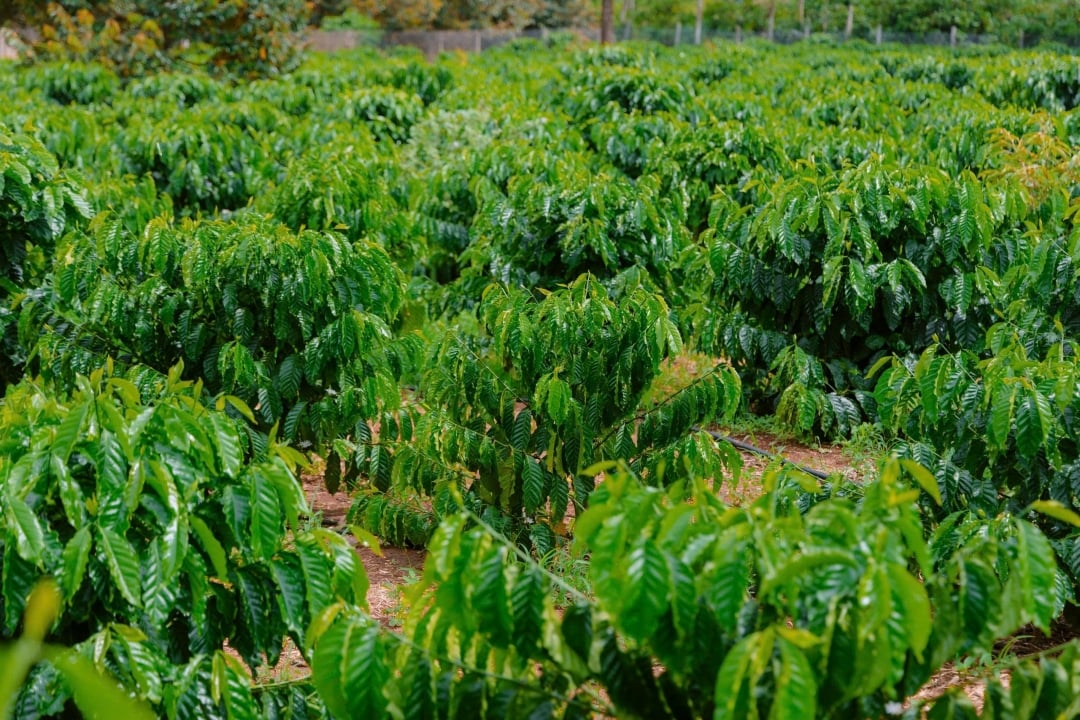 Vietnam is currently the world's second largest coffee exporter after Brazil.