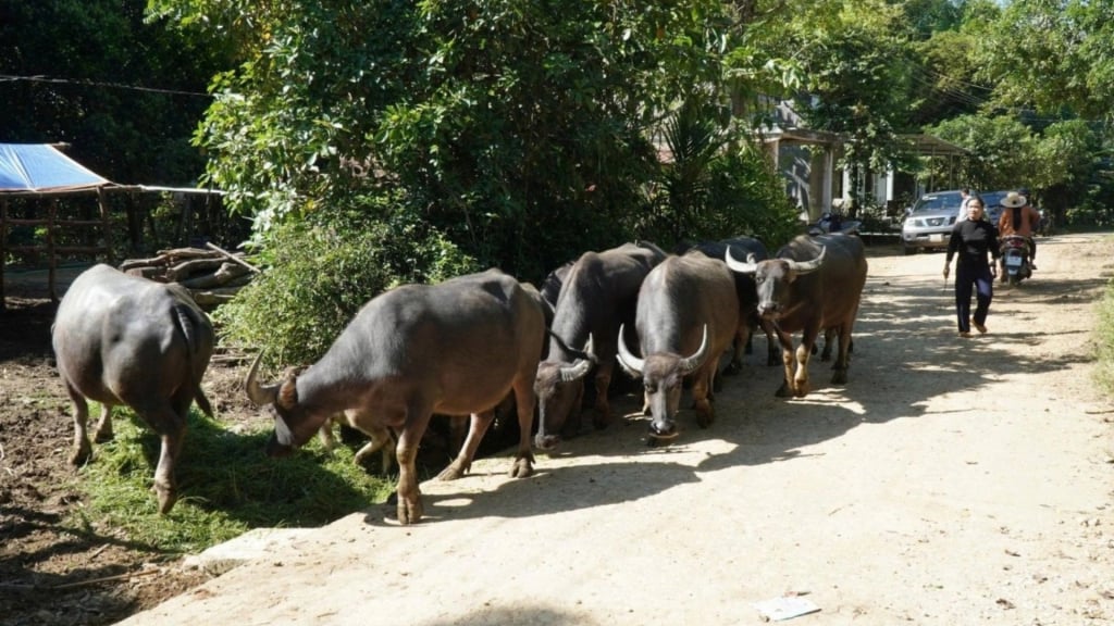 কোয়াং এনগাই পাহাড়ের মানুষ মহিষ চরায়।