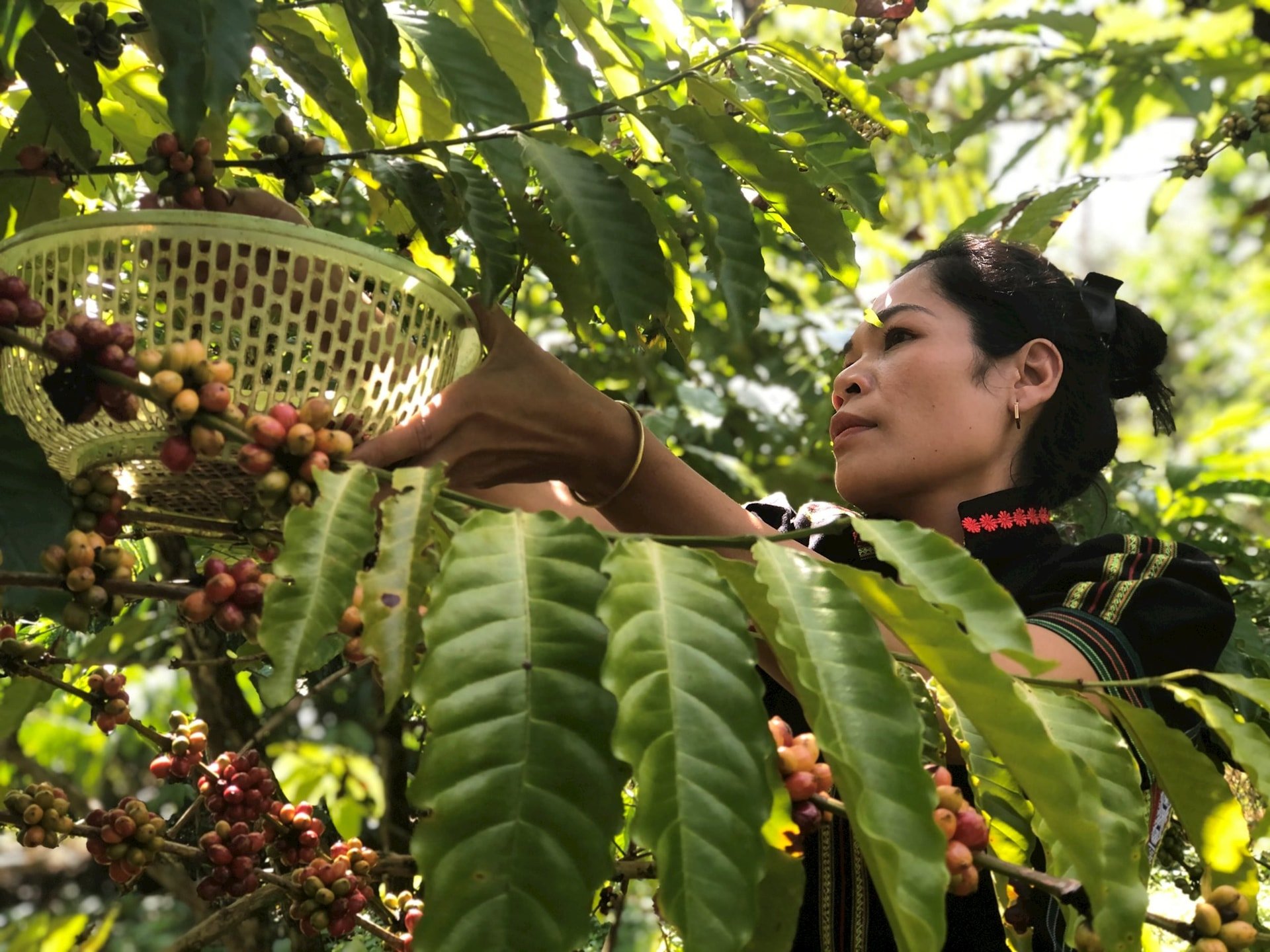 Ka Nhuỵ đang thu hoạch cà phê chín