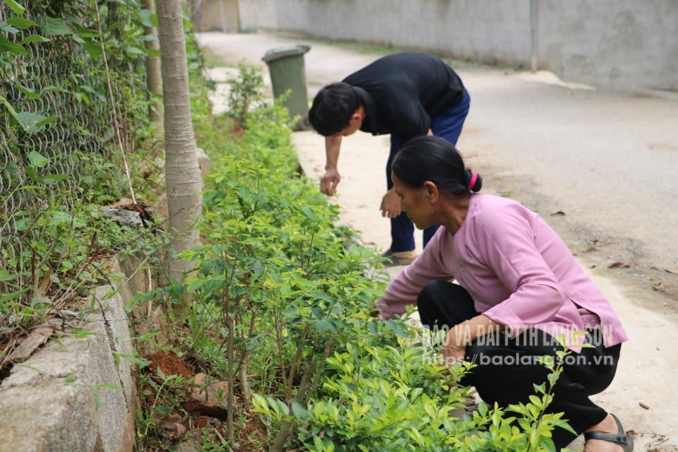 ডং ডাং কমিউনে কৃষক সমিতির সদস্যরা ফুলের রাস্তার যত্ন নিচ্ছেন
