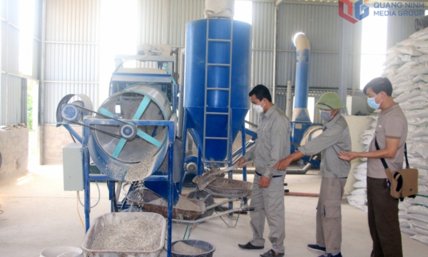 Sản xuất hàu sữa theo hướng kinh tế tuần hoàn