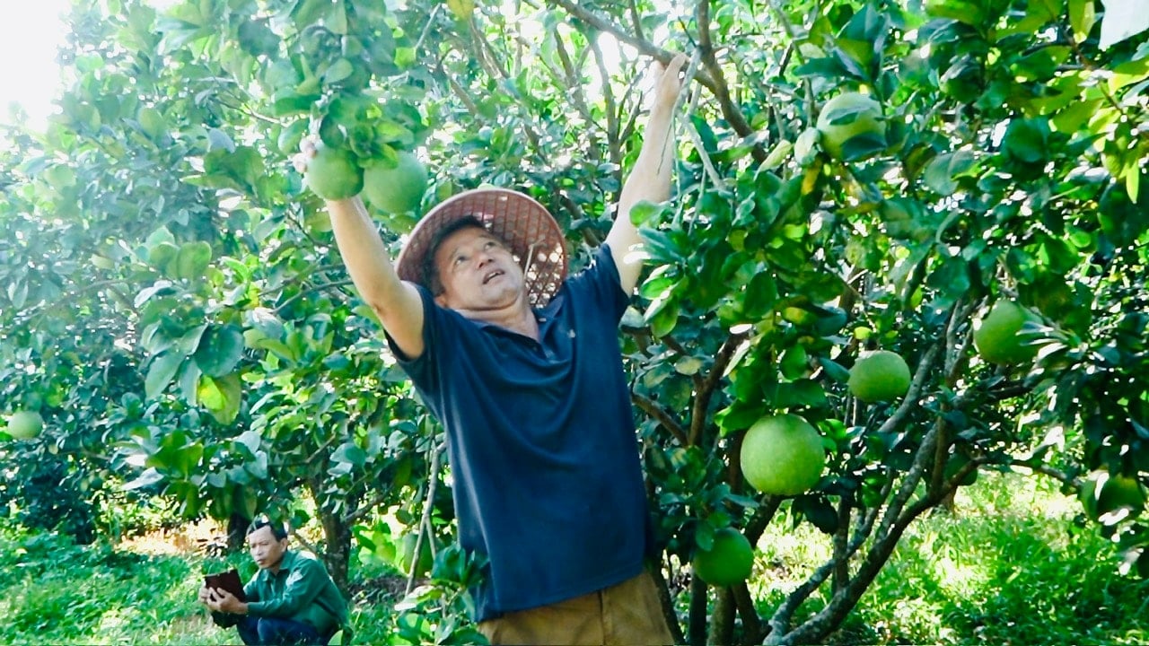 Die Bauern von Que Phuoc freuen sich über die Obsternte. Foto: MINH THO