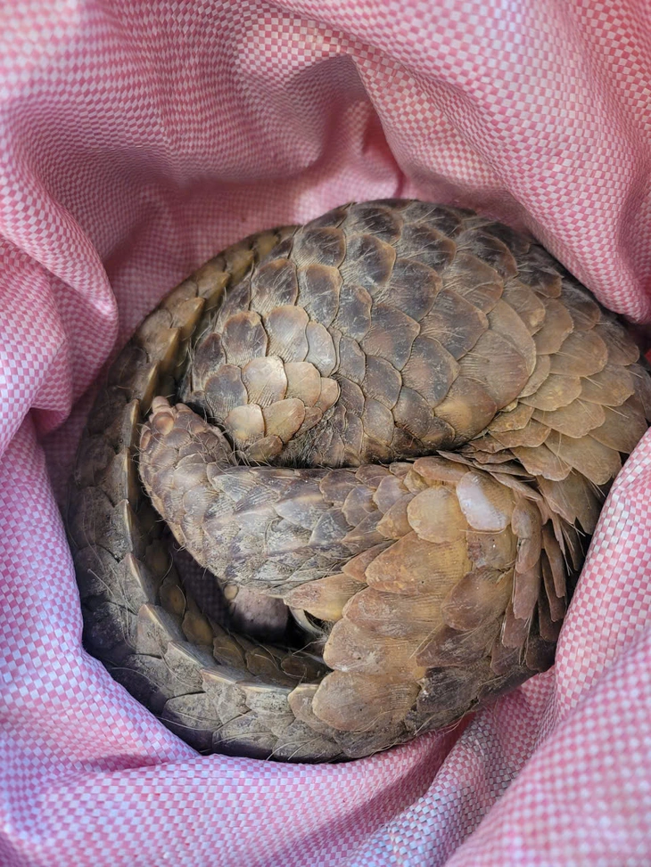 tê tê - Ảnh 2.