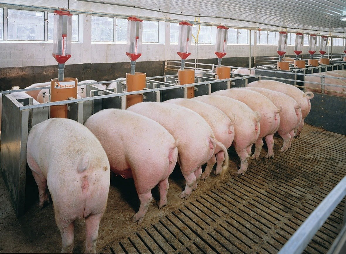 Prix ​​du porc aujourd'hui 17 octobre Trois régions sont calmes, se maintenant à 50 000 - 54 000 VND/kg