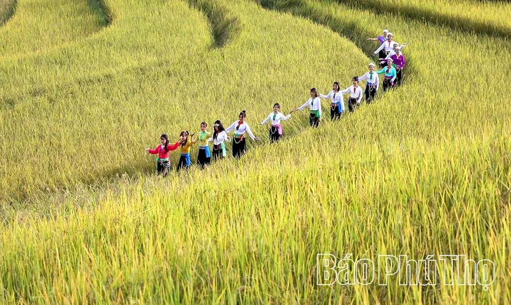 Das Terraced Field Festival 2025 wird viele besondere Aktivitäten bieten.