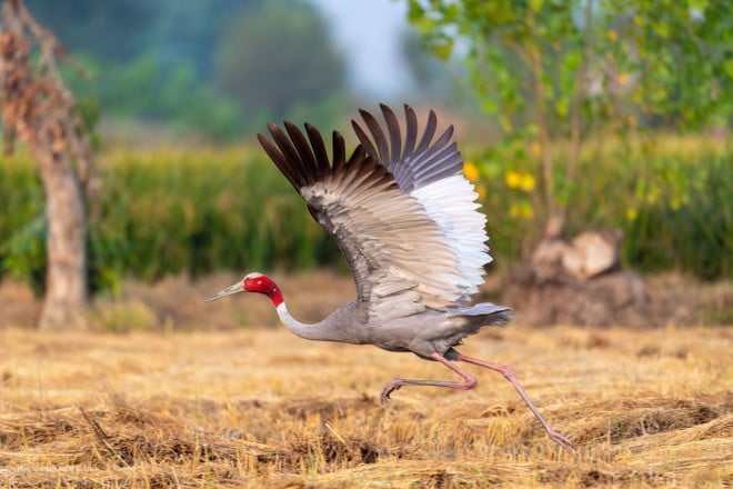08-dhanauri-wetlands-uttar-pradesh-india.jpg