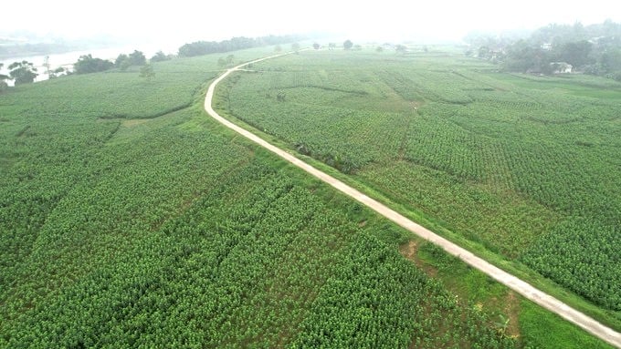 17-10-vung-dau3.jpg