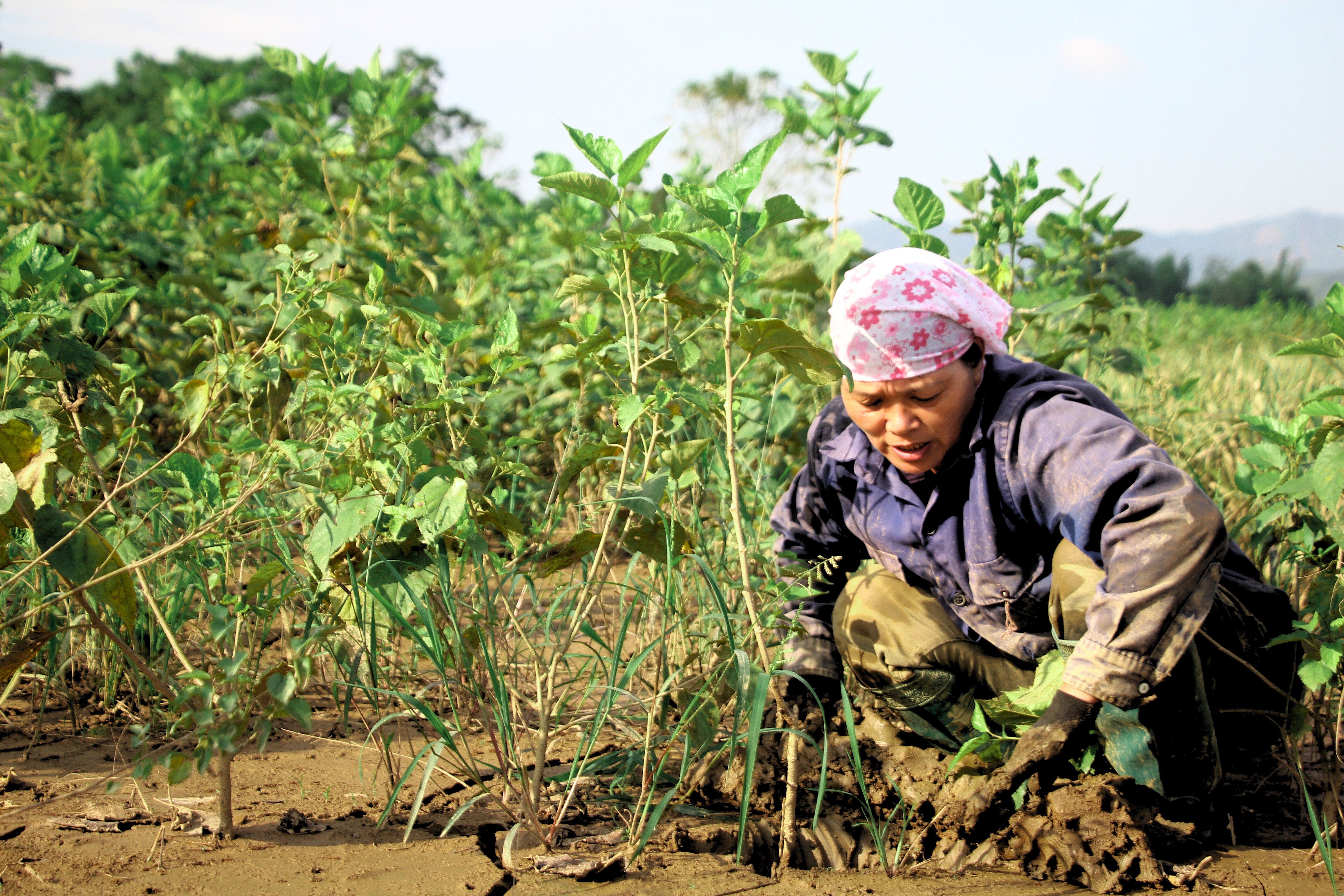 bun-cat-phu-day-tren-cac-ruong-dau-khien-cay-bi-thoi-re-nguoi-dan-phai-cai-tao-lai-toan-bo-dat-trong.jpg