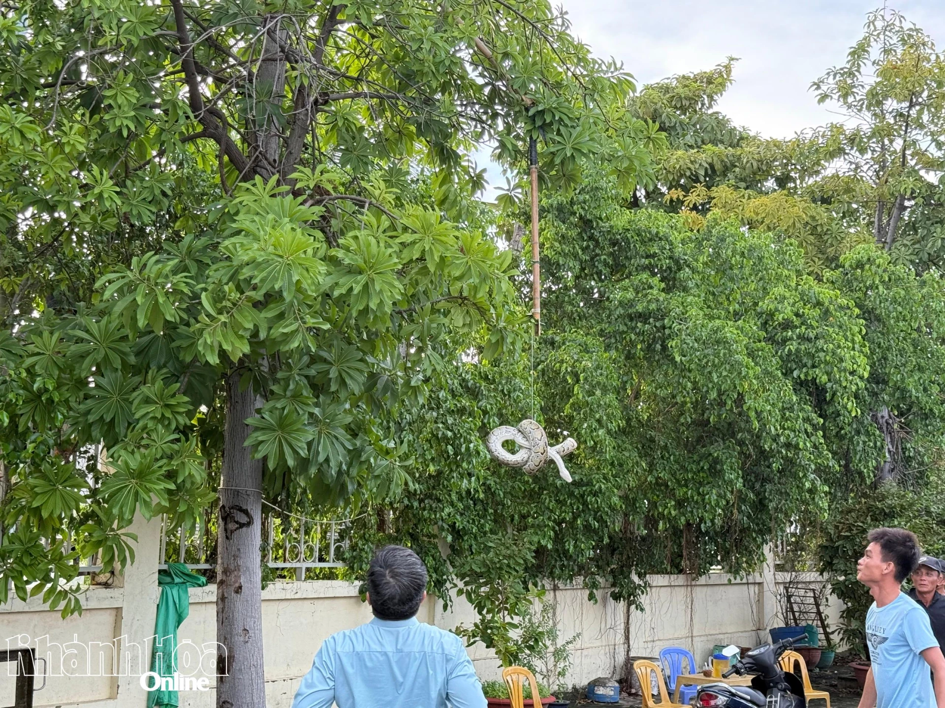 Một nhóm người đã dùng thòng lọng và gậy để bắt trăn.