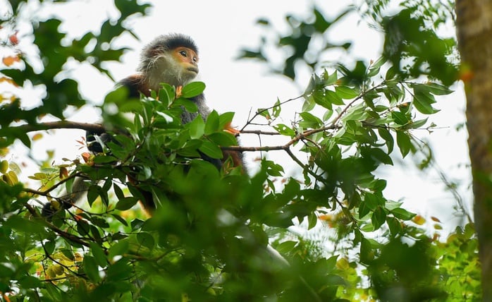 Dezvoltarea peninsulei Son Tra într-un simbol al ecoturismului verde în Da Nang - Fotografia 2. Phát triển bán đảo Sơn Trà thành biểu tượng du lịch sinh thái xanh tại Đà Nẵng - Ảnh 2.