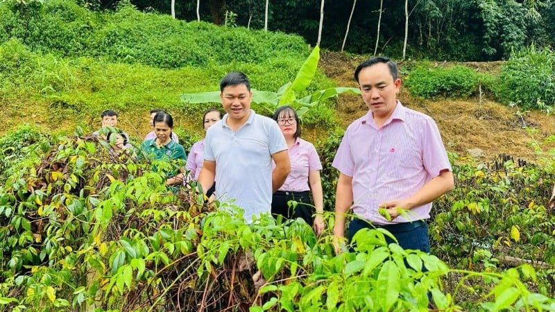 Pobočka Banky sociální politiky v provincii Thai Nguyen provedla kontrolu využití úvěrového kapitálu na investice do pěstování ženšenu Nui Danh v obci Cho Don. (Foto: NONG DUONG)