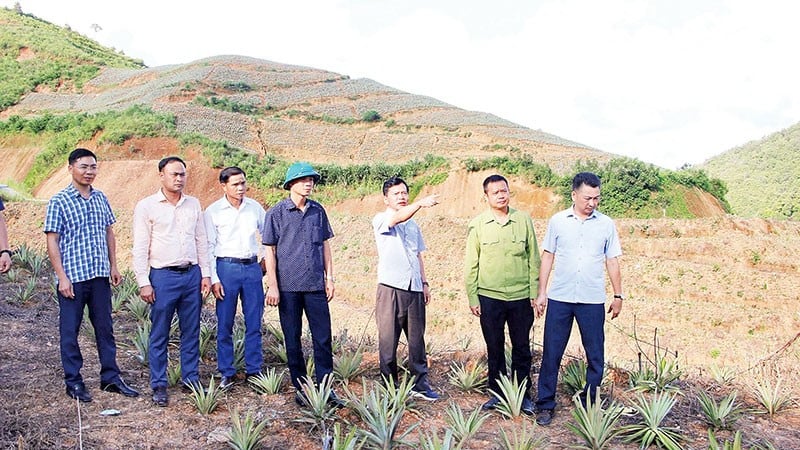 Liderii comunei Bung Lao evaluează eficacitatea modelului de plantare a ananasului în satul Hong Sot.