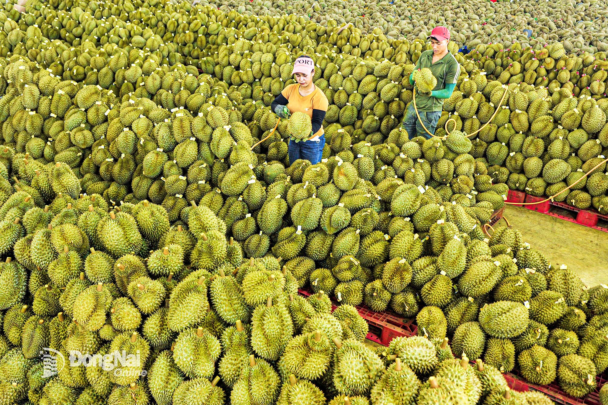 수출된 두리안. 사진: Pham Ngoc Hien