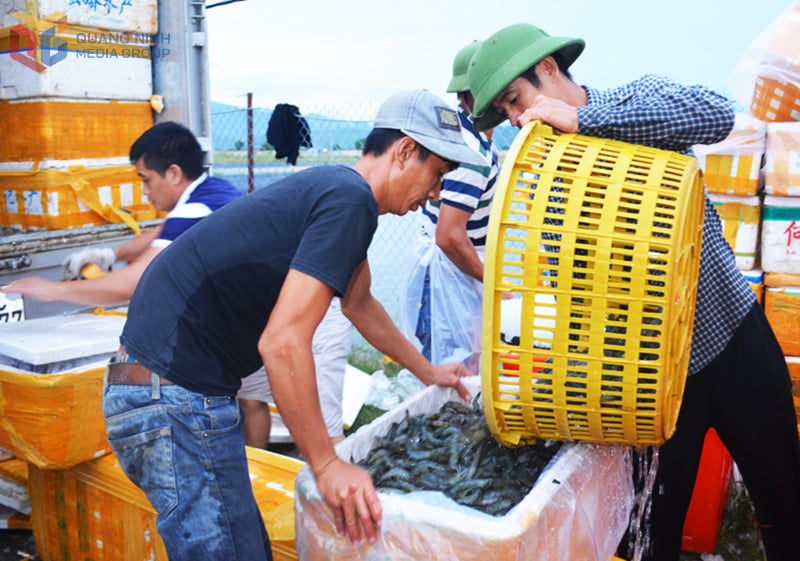 Người dân phường Móng Cái 1 thu hoạch tôm nuôi.
