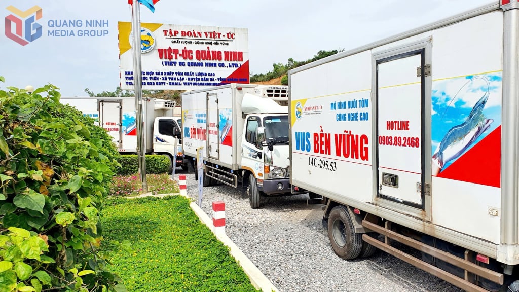 Những chuyến xe xuất tôm giống đi các tỉnh thành của Công ty TNHH Việt Úc Quảng Ninh.