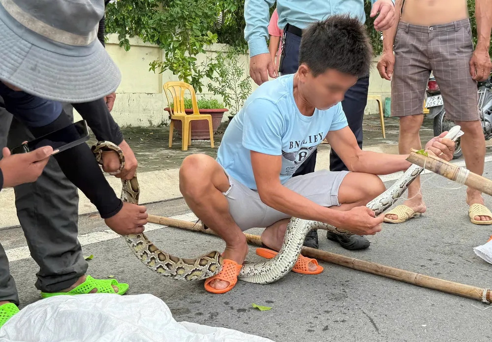 Oamenii prind pitoni lângă debarcaderul turistic Nha Trang în după-amiaza zilei de 17 octombrie. Fotografie: NHAT THANH