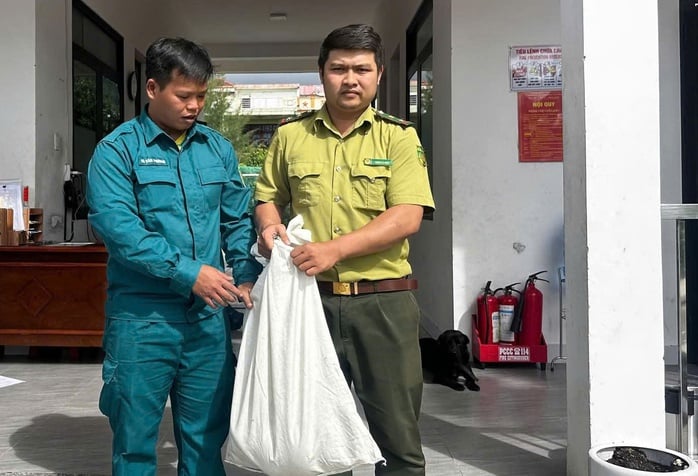 Trăn dài 3m lạc vào khu dân cư ở Đà Nẵng gây xôn xao cộng đồng - Ảnh 2.