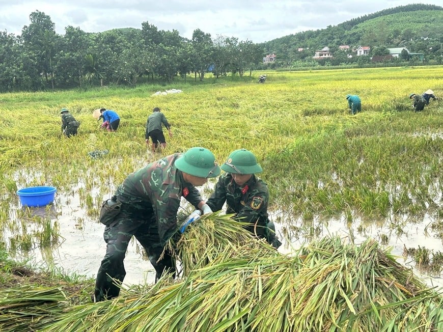 Bộ đội Sư đoàn 316, Quân khu 2 giúp bà con tỉnh Phú Thọ thu hoạch lúa bị ngập úng bởi mưa bão.