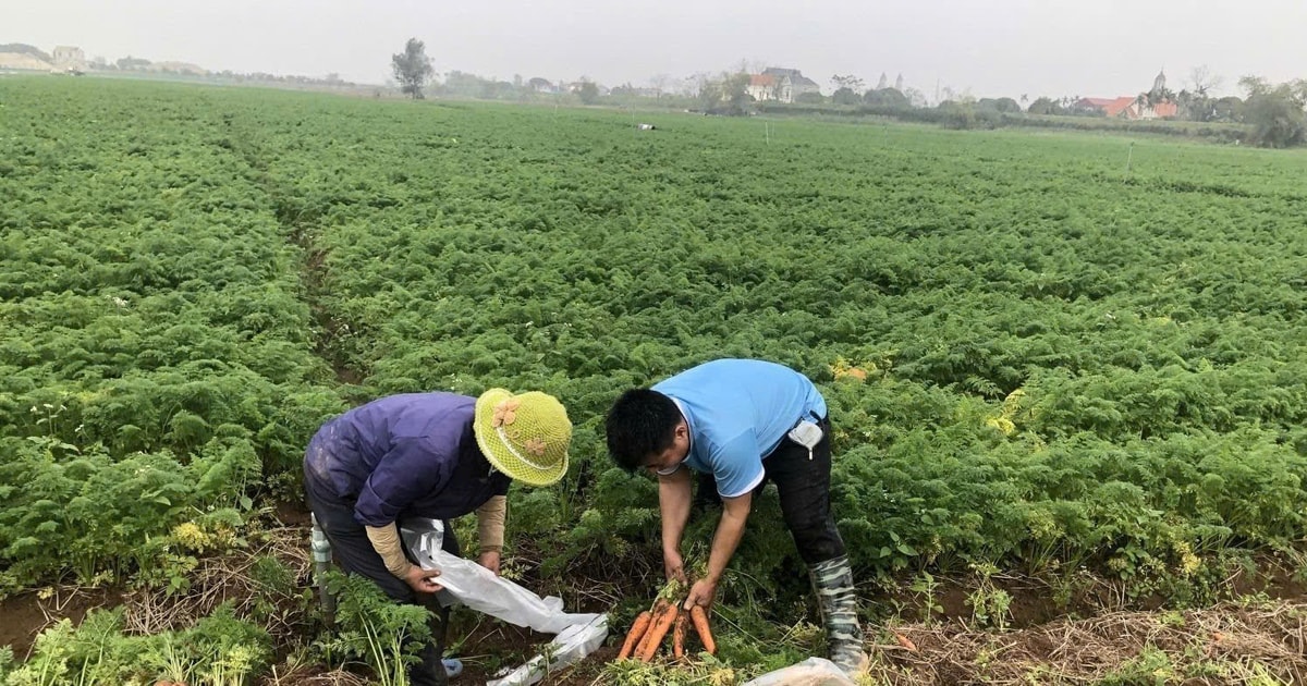 Triển khai nghiêm túc việc miễn, giảm tiền sử dụng đất, tiền thuê đất