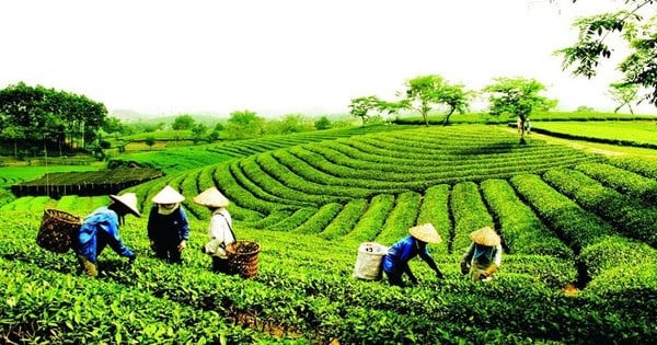 Ban hành Quy chế hoạt động của Ban Chỉ đạo quốc gia về kinh tế tập thể.