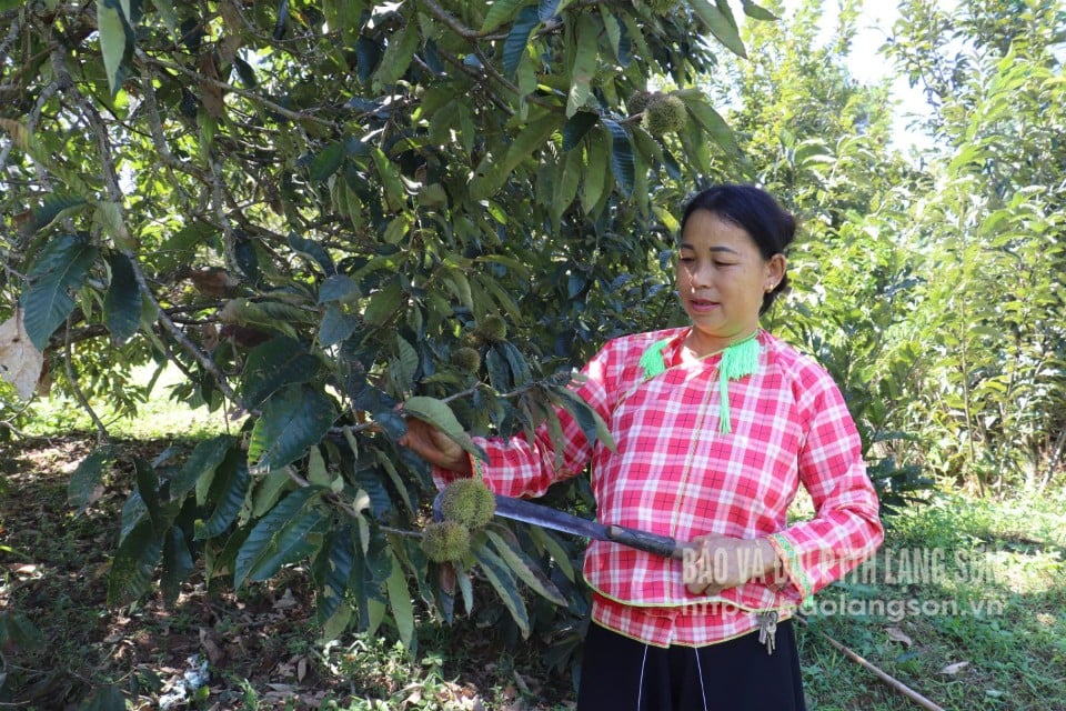Thanh Loa Agricultural Cooperative members harvest chestnuts