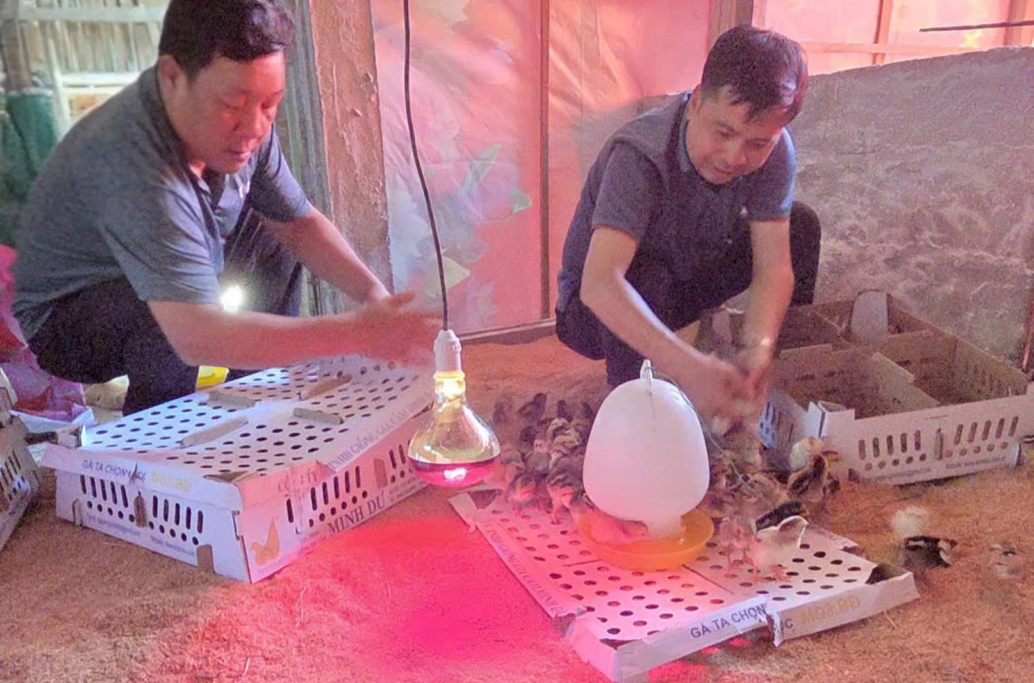 Bàn giao gà giống.