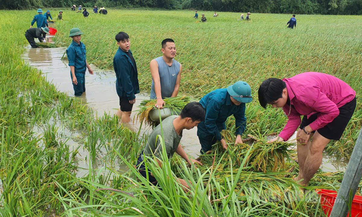 អាជ្ញាធរសង្កាត់ភូឡាំជួយប្រជាពលរដ្ឋច្រូតស្រូវដើម្បីគេចពីទឹកជំនន់។
