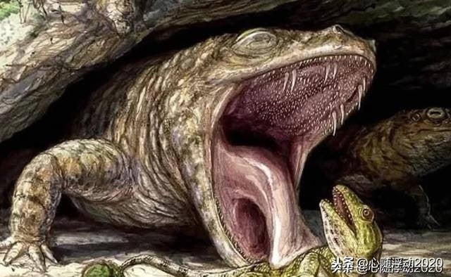 Là loài ăn thịt. Cacops không phải động vật ăn cỏ, mà là loài săn mồi tích cực, đóng vai trò quan trọng trong chuỗi thức ăn của hệ sinh thái Permi. Ảnh: itc.cn.