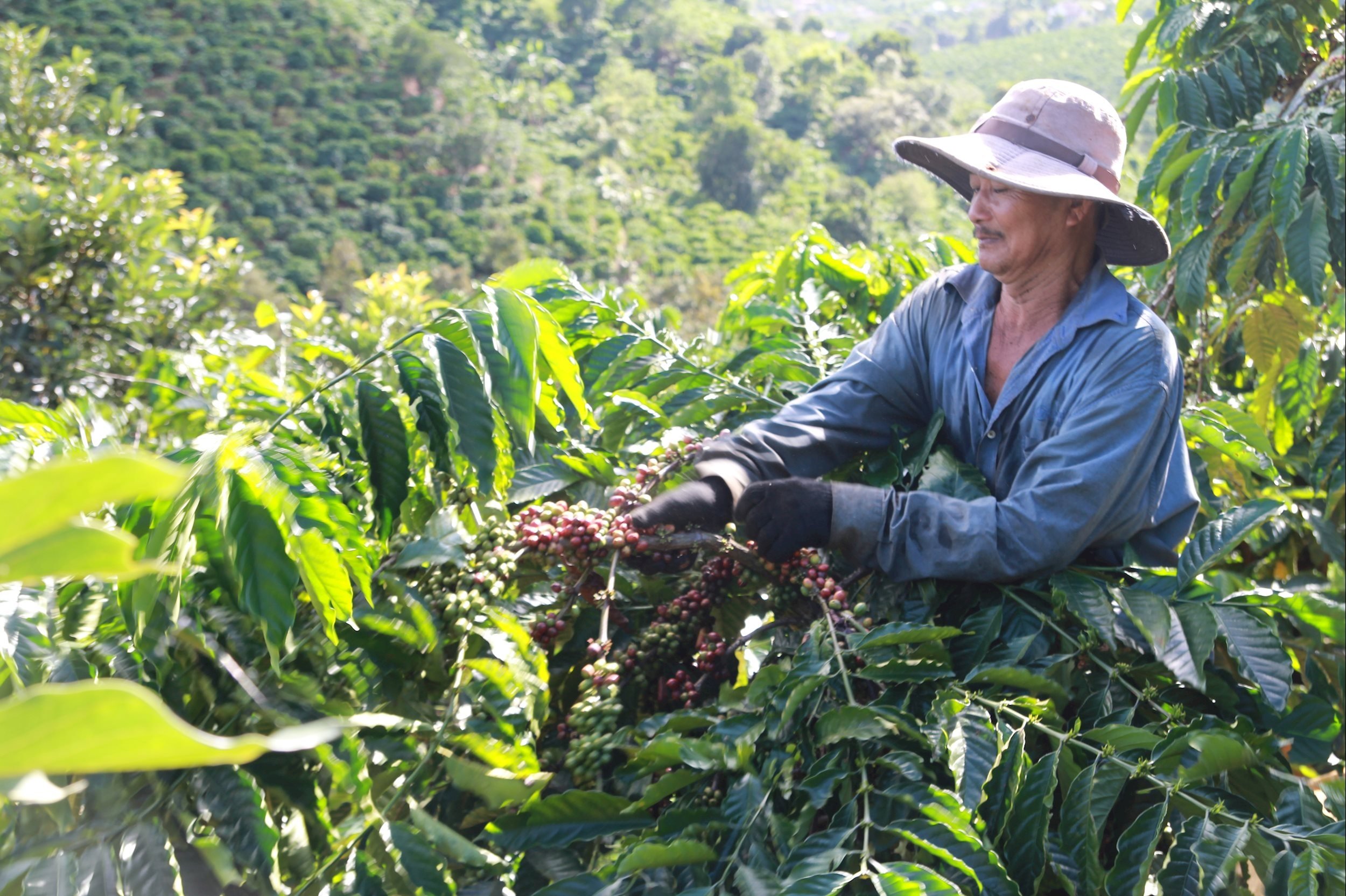 Coffee price today October 2, 2025: Lam Dong increased slightly