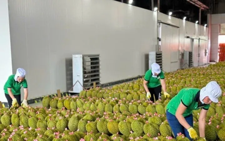 Xuất khẩu sầu riêng ghi nhận mức tăng mạnh