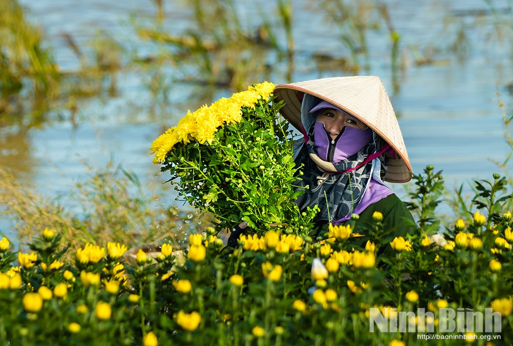 People of Thien Truong ward start harvesting flowers amid risk of flooding