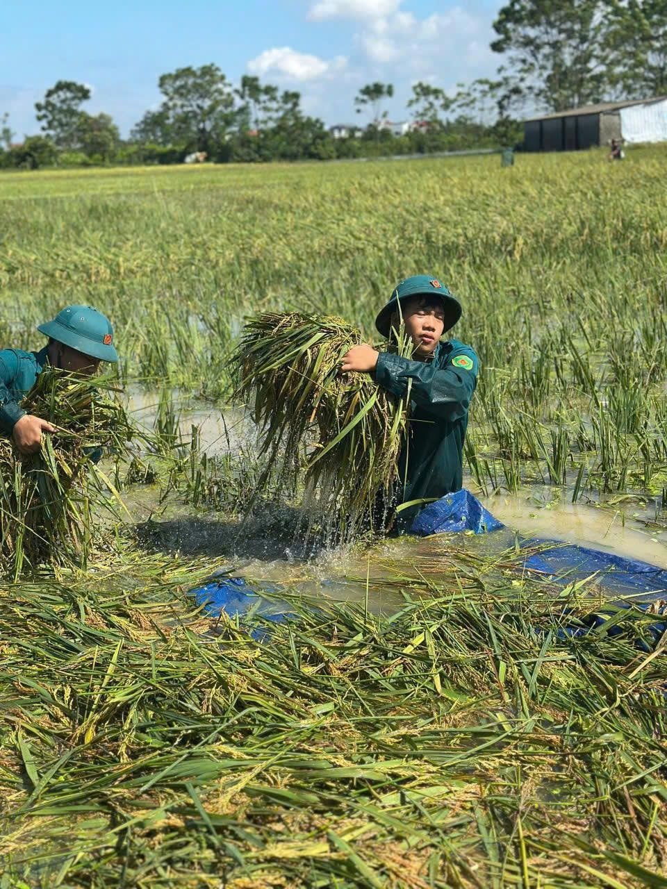 260 cán bộ, chiến sĩ công an, quân đội giúp nhân dân xã Trần Phú gặt lúa- Ảnh 3.