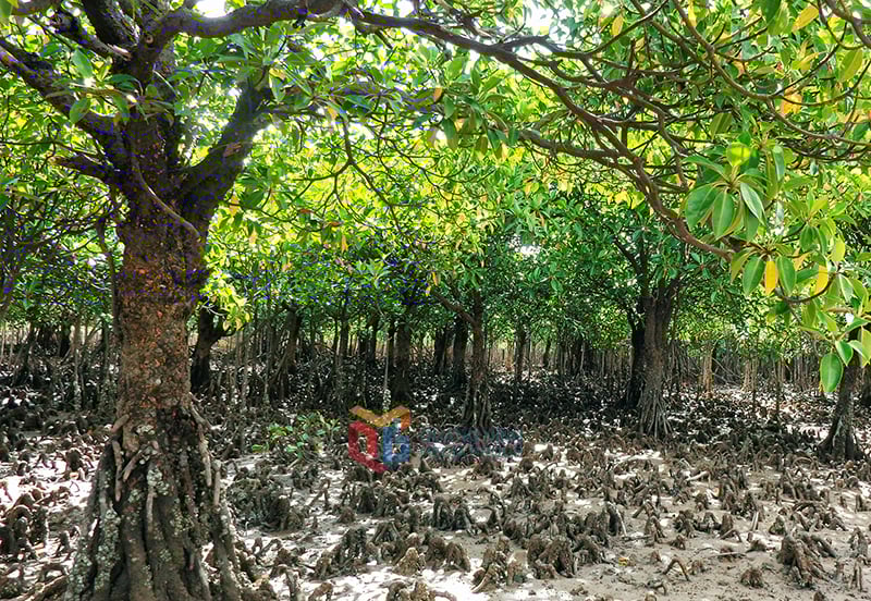 Dong Rui Wetland Reserve (Hai Lang Commune) has many mangrove trees with large trunks, wide canopies, and full of vitality.